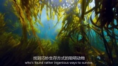 Planet Earth:A Celebration(地球脉动 生命礼赞)